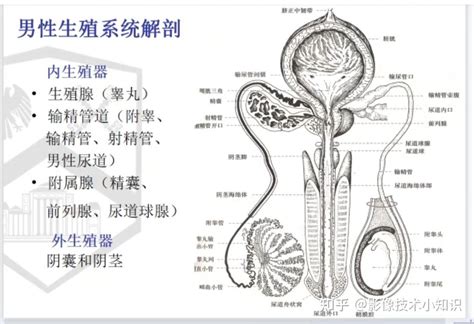 男性 生殖器|男性生殖器の構造